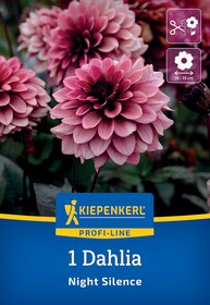 Pinkfarbene Dahlie mit mehreren Blüten vor dunklem Hintergrund.