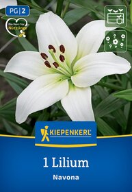 Weiße Lilienblüte mit grünen Blättern im Hintergrund.