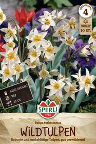 Wildtulpe turkestanica