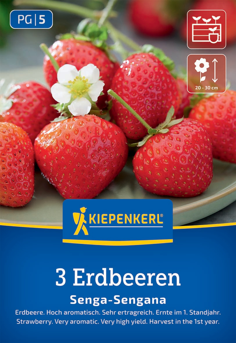Drei rote Erdbeeren mit weißer Blüte auf grünem Blätterdach auf einer Platte.