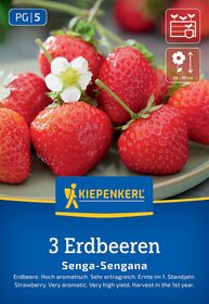 Drei rote Erdbeeren mit weißer Blüte auf grünem Blätterdach auf einer Platte.
