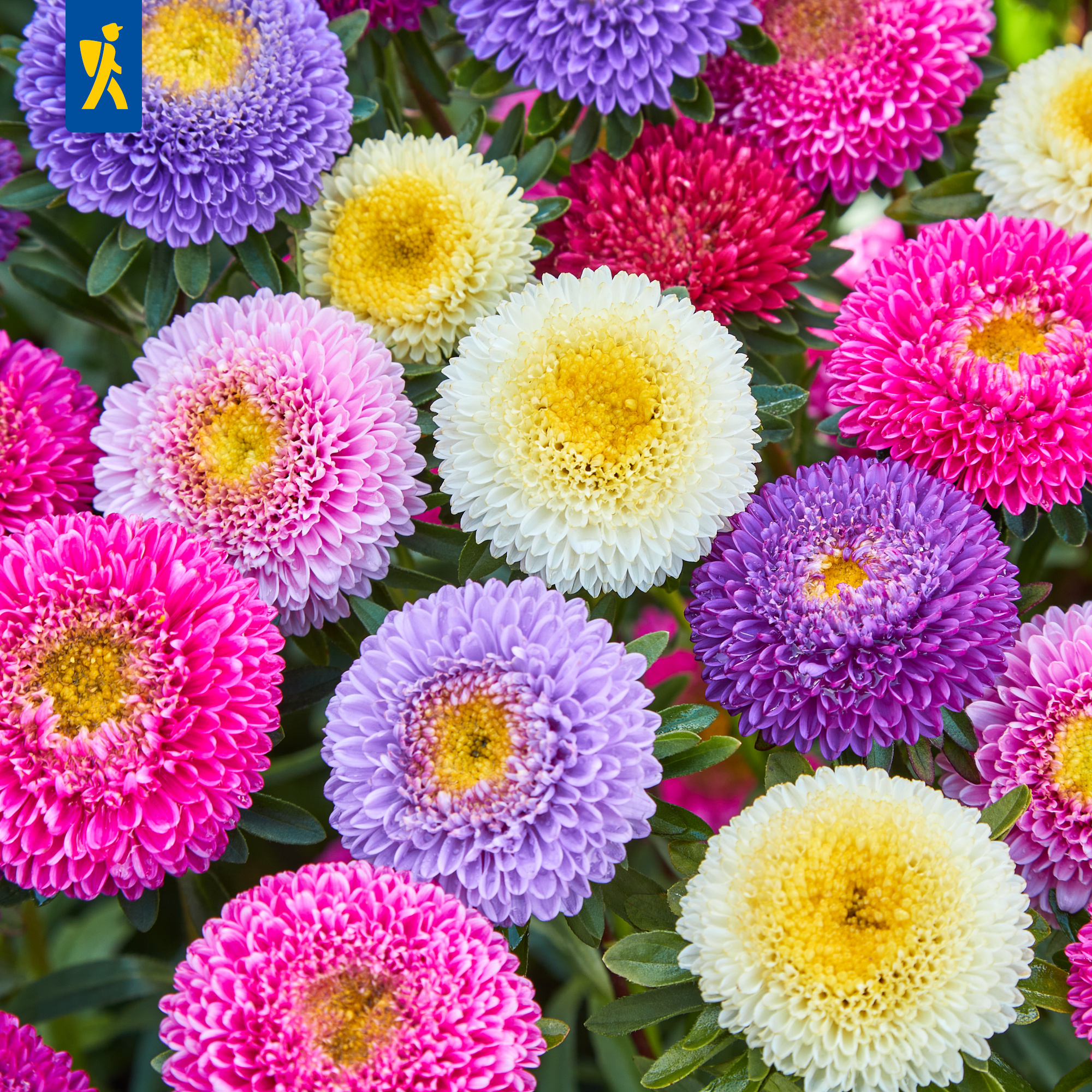 Bunte Kugeldisteln in Pink, Lila, Weiß, Gelb und Violett auf grünem Laub.