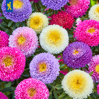 Bunte Kugeldisteln in Pink, Lila, Weiß, Gelb und Violett auf grünem Laub.