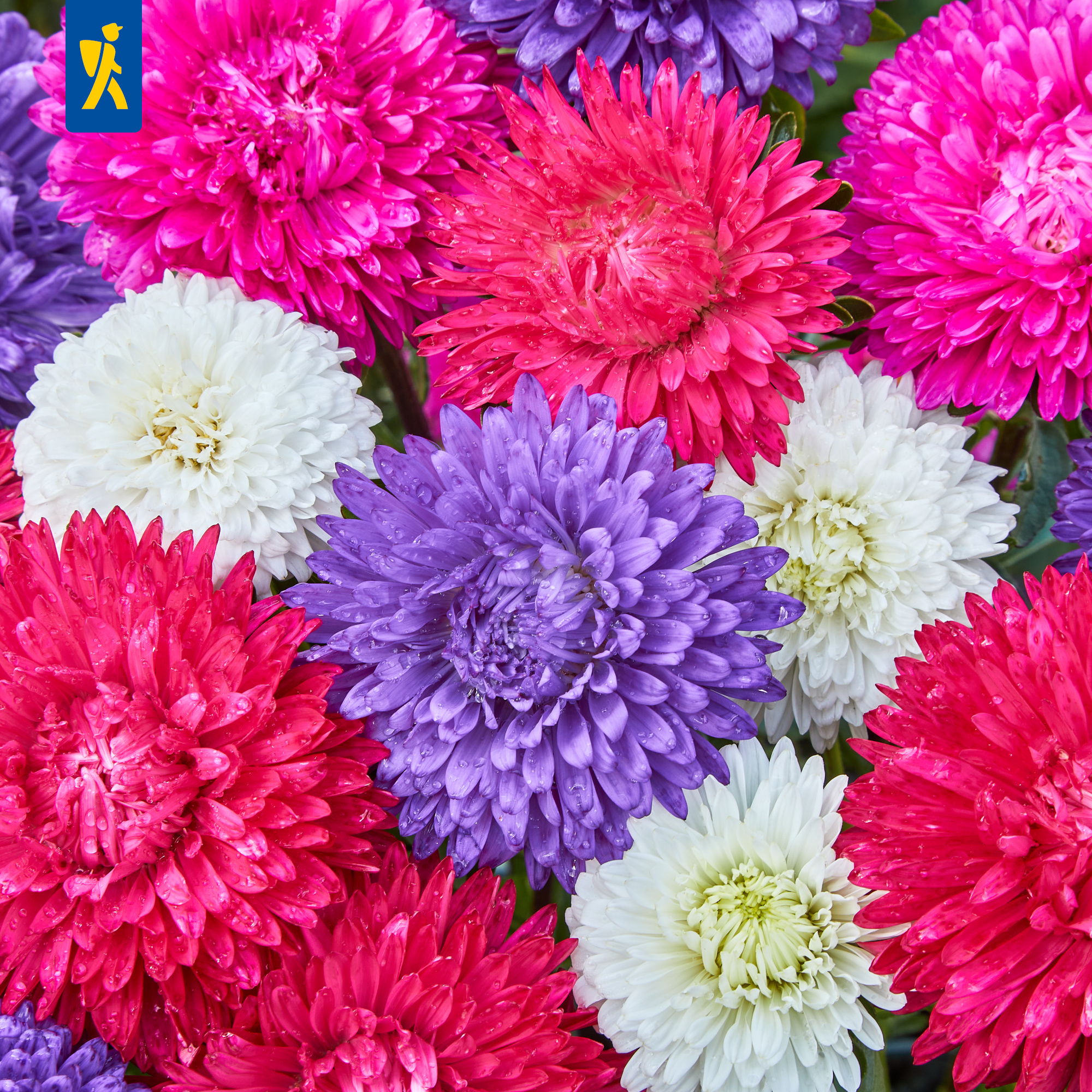 Bunte Chrysanthemen in Pink, Lila, Weiß blühen mit Wassertröpfchen.