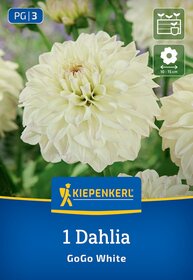 Weiße Dahlie mit großem Blütkopf vor grünem Hintergrund, Verpackung mit Marke Kiepenkerl, Name GoGo White.