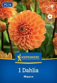 Orange Dahlie mit runden Blütenblättern vor grünen Blättern.