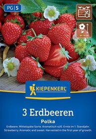 Mehrere reife rote Erdbeeren mit grünen Blättern und weißen Blüten.