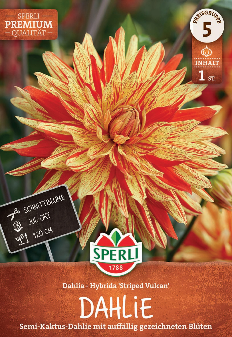 Große, gefüllte Dahlienblume mit orangegelben, gestreiften Blättern.