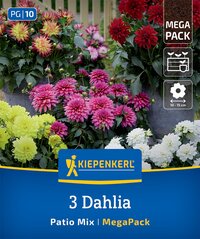 Bunte Dahlien in Töpfen, rosa, gelb und weiß, auf Gartenboden mit Zaun im Hintergrund, Verpackung für Kiepenkerl.