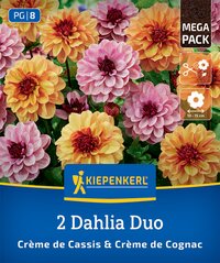 Bunte Dahlien in Pink, Gelb und Orange, umgeben von grünen Blättern.