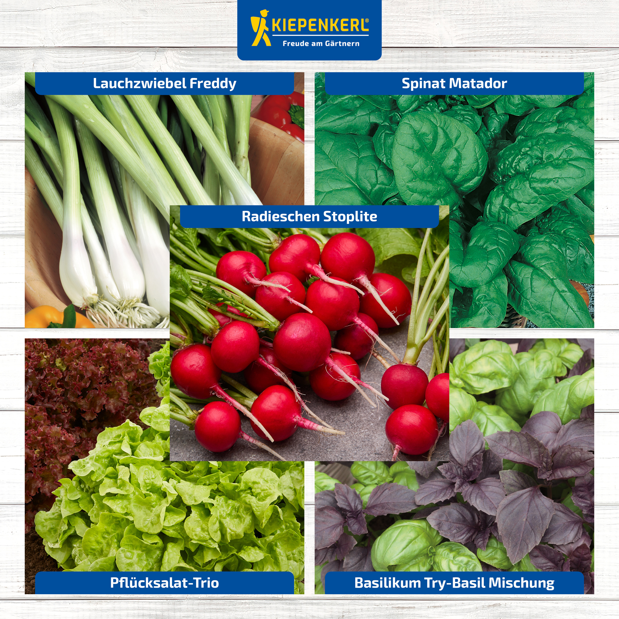 Radieschen Radieschen Stoppeln, Frühlingszwiebeln Lauch, Spinat, Basilikum, Pflücksalat