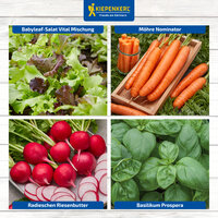 Verschiedene Gemüsesorten: Salat, Karotten, Radieschen, Basilikum.