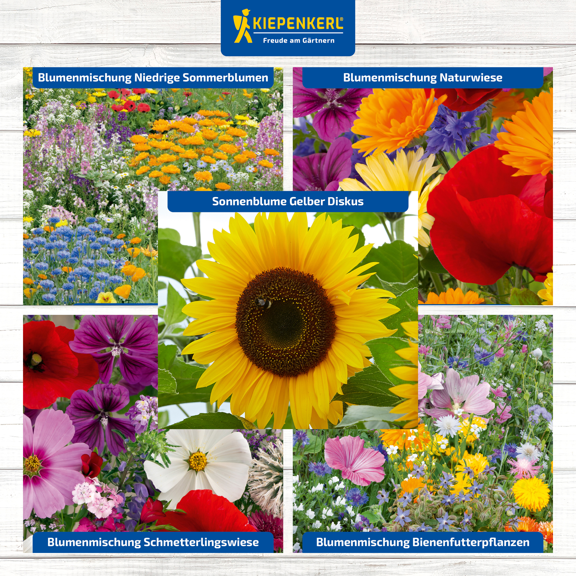 Verschiedene Blumenarten, darunter Sonnenblume, Mohn und Zinnia, auf einem Pflanzenschild.