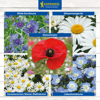 Verschiedene Gartenblumen, darunter Kornblume, Gänseblümchen, Klatschmohn, Wiesenmargerite und Liebesblume.