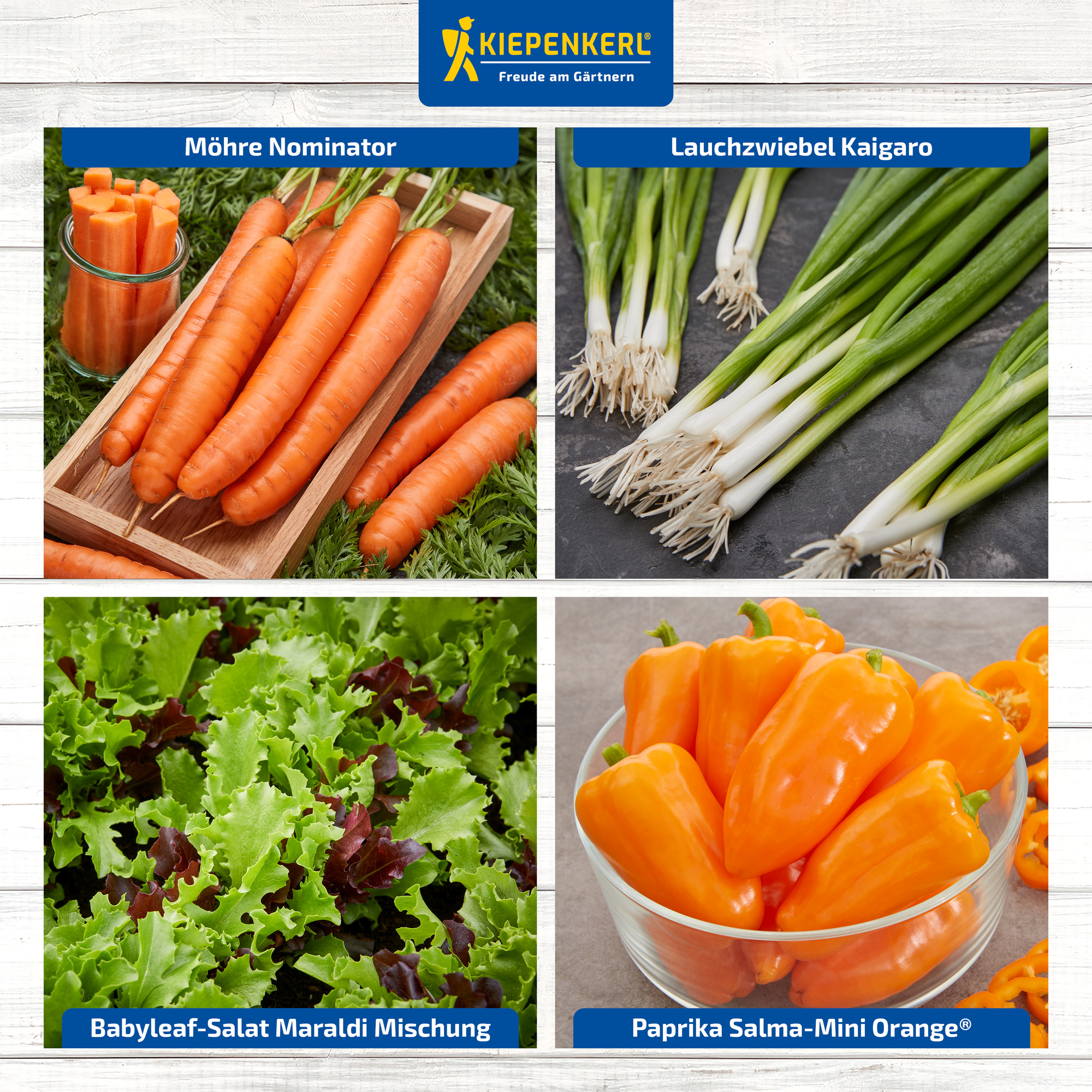Vier Gemüsesorten in einem Küchenbild: Möhren, Lauchzwiebeln, Babyleaf-Salat, Mini Orange Paprika.