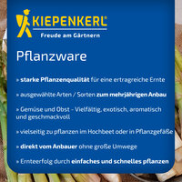 Kiepenkerl Pflanzware mit buntem Gemüse und Obst auf einem Marktstand.