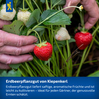 Händeschuss mit reifen und unreifen Erdbeeren an Pflanzen, grüne Blätter, Erde im Hintergrund.