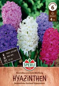 Bunte Hyazinthen in Weiß, Pink, Lila und Violett vor grünem Hintergrund.