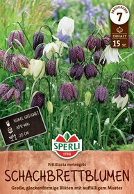 Bunte Glockenblumen mit grünen Blättern auf grünem Gras.