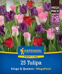 Bunte Tulpen in verschiedenen Farben in einem Gartenbeet.