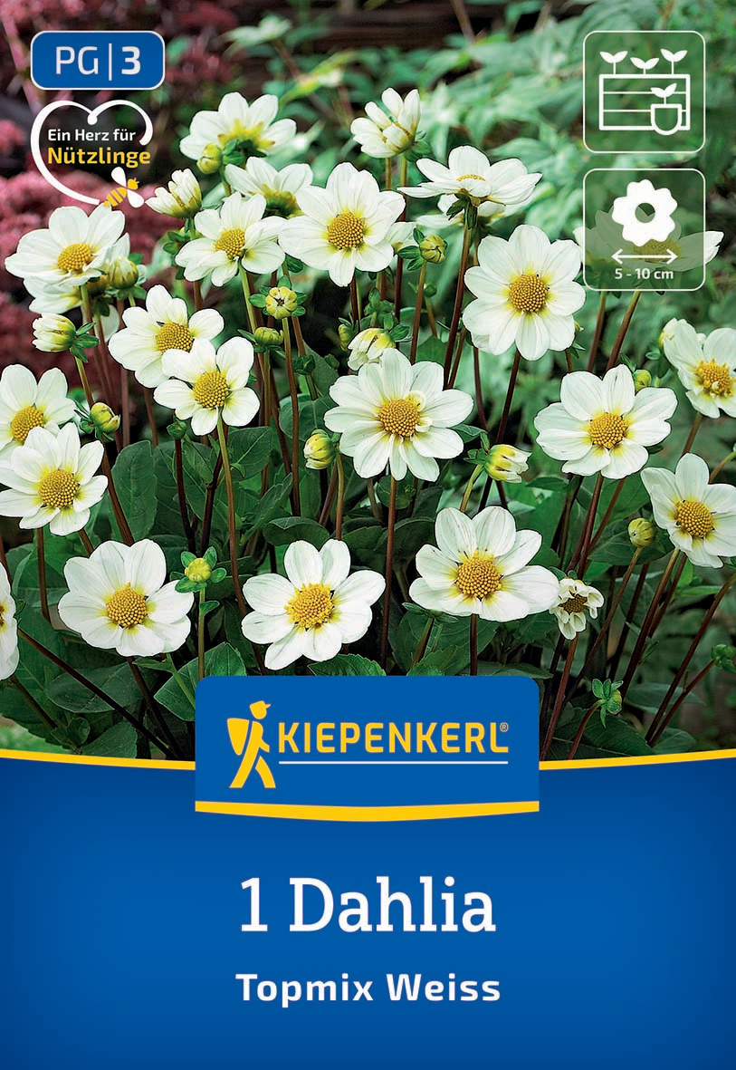 Weiße Dahlien mit gelben Mitte, auf dem Blumenbeet mit grünen Blättern, Verpackung.