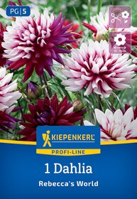 Bunte Dahlien in pink, weiß und lila blühen auf grünem Hintergrund in einem Garten.