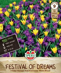 Maxi Festival of Dreams