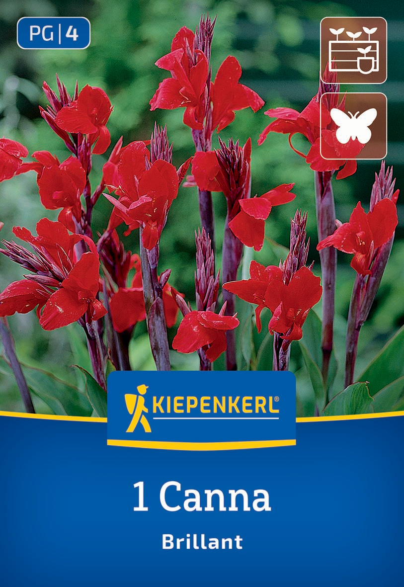 Rote Canna-Blumen mit grünen Blättern im Hintergrund, Gärtneraufdruck, Kiepenkerl-Logo, Produktbezeichnung und Symbole.