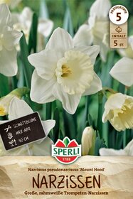 Trompeten Narzisse Mount Hood