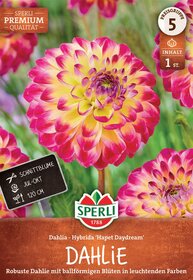 Große, ballonartige Dahlienblume mit gelb-roten Blütenblättern vor grüner Hintergrund.
