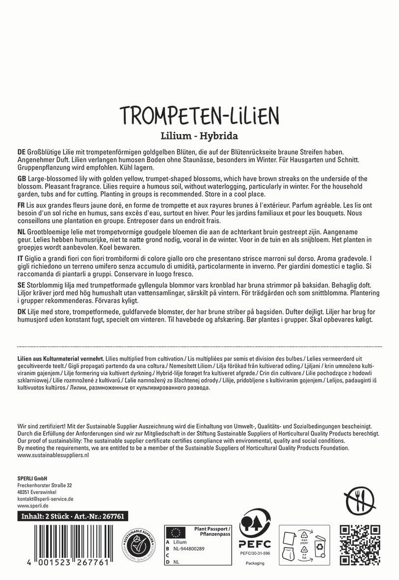 Großblütige Lilie mit trumpetförmigen goldgelben Blüten und braunen Streifen auf der Unterseite, ohne weitere Elemente.