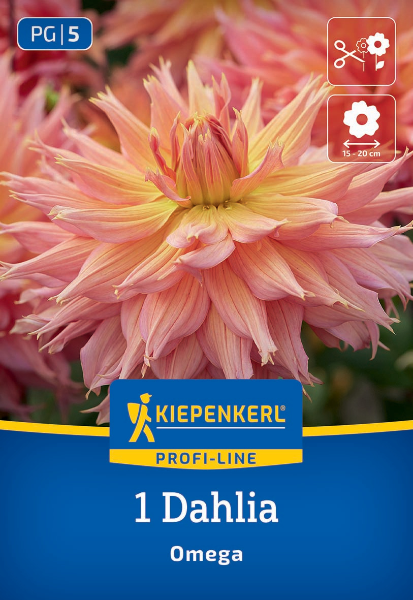 Großer pinkfarbener Dahlienblüte mit vielen spitzen Blüten arranged in eine runde Form.