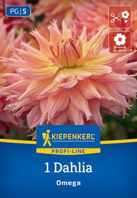 Großer pinkfarbener Dahlienblüte mit vielen spitzen Blüten arranged in eine runde Form.