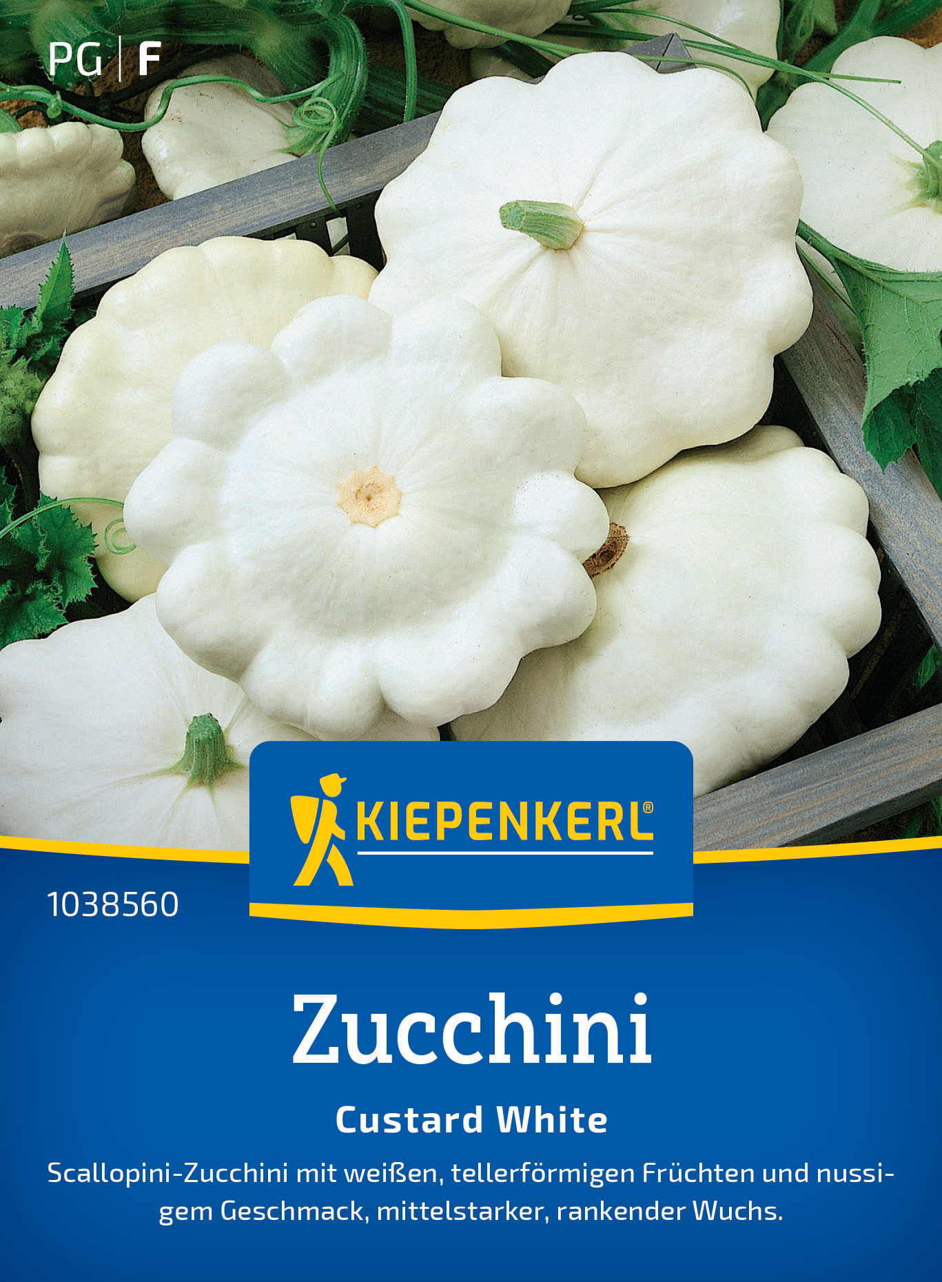 Weißer, runder, flacher Zucchini mit gerillten Kanten, auf einer Gartengruenfläche, in einer Kiste.