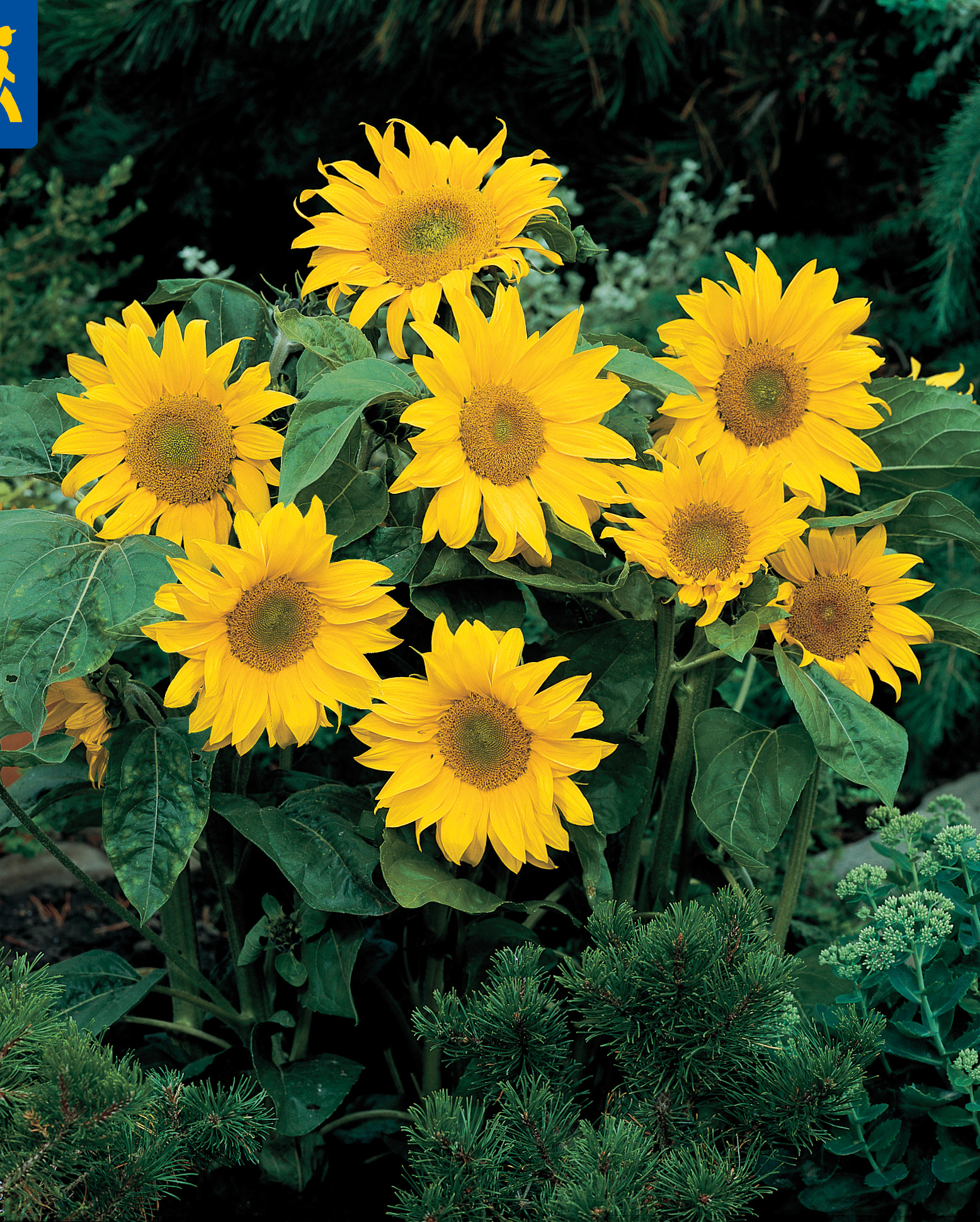 Mehrere gelbe Sonnenblumen mit großen Blättern in einem Garten.