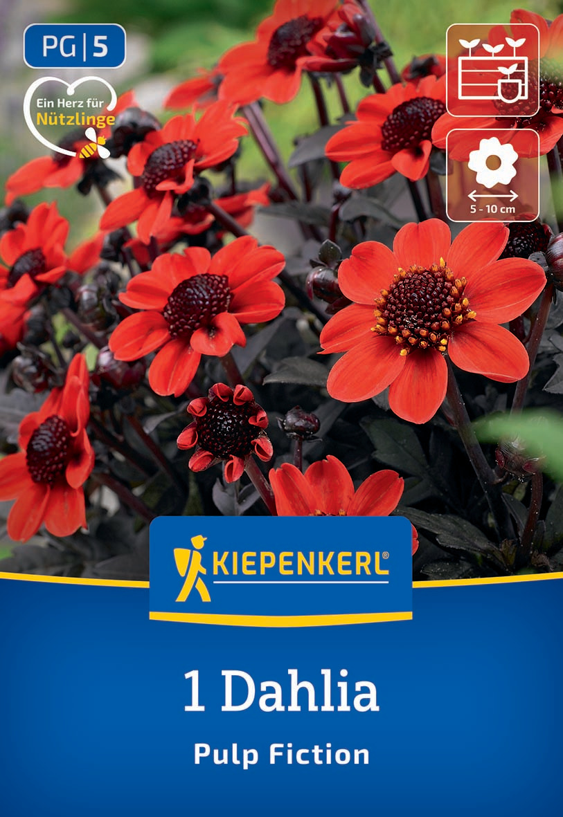 Rote Dahlienblüten mit dunklen und hellen Blütenmitten auf grünem Hintergrund.