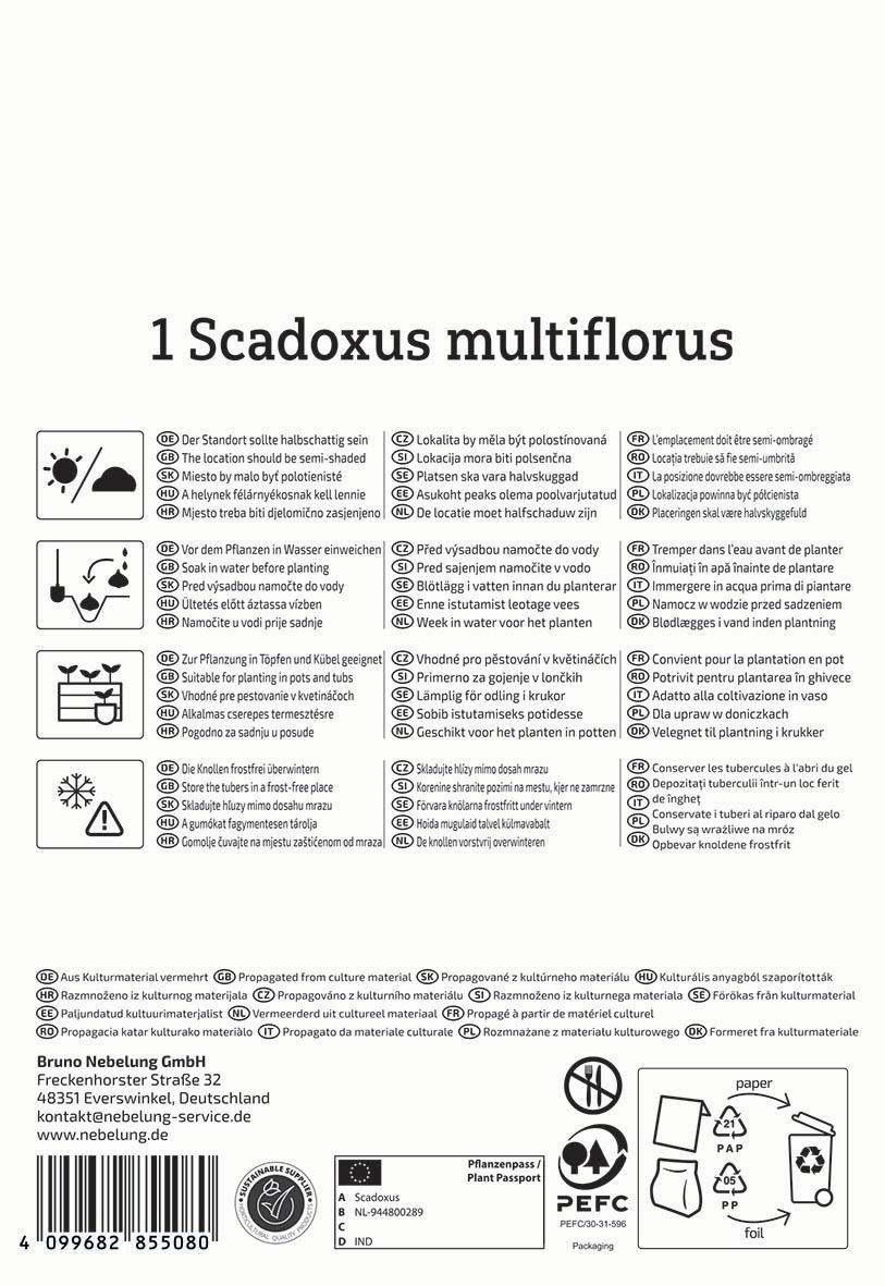 Ein Schild mit der wissenschaftlichen Bezeichnung und Pflegehinweisen für eine Pflanze, mehrere Pflanzensymbole, Text in verschiedenen Sprachen.
