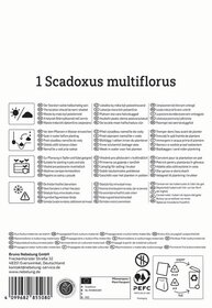 Ein Schild mit der wissenschaftlichen Bezeichnung und Pflegehinweisen für eine Pflanze, mehrere Pflanzensymbole, Text in verschiedenen Sprachen.