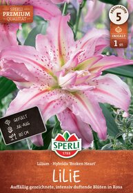 Große pinkweiße Lilienblüte mit roten Flecken und grünen Blättern im Hintergrund.