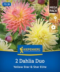 Zwei Dahlienblumen, eine gelbe, eine mehrfarbige, umgeben von grünen Blättern.