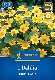 Gelbe Dahlienblüten mit grünen Blättern auf einem Pflanzensack.