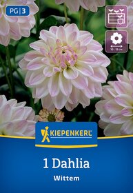 Nahaufnahme einer hellrosa weißen Dahlie mit vielen Blütenblättern vor grünem Blätterhintergrund.