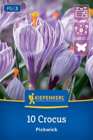 Großblumiger Krokus Pickwick