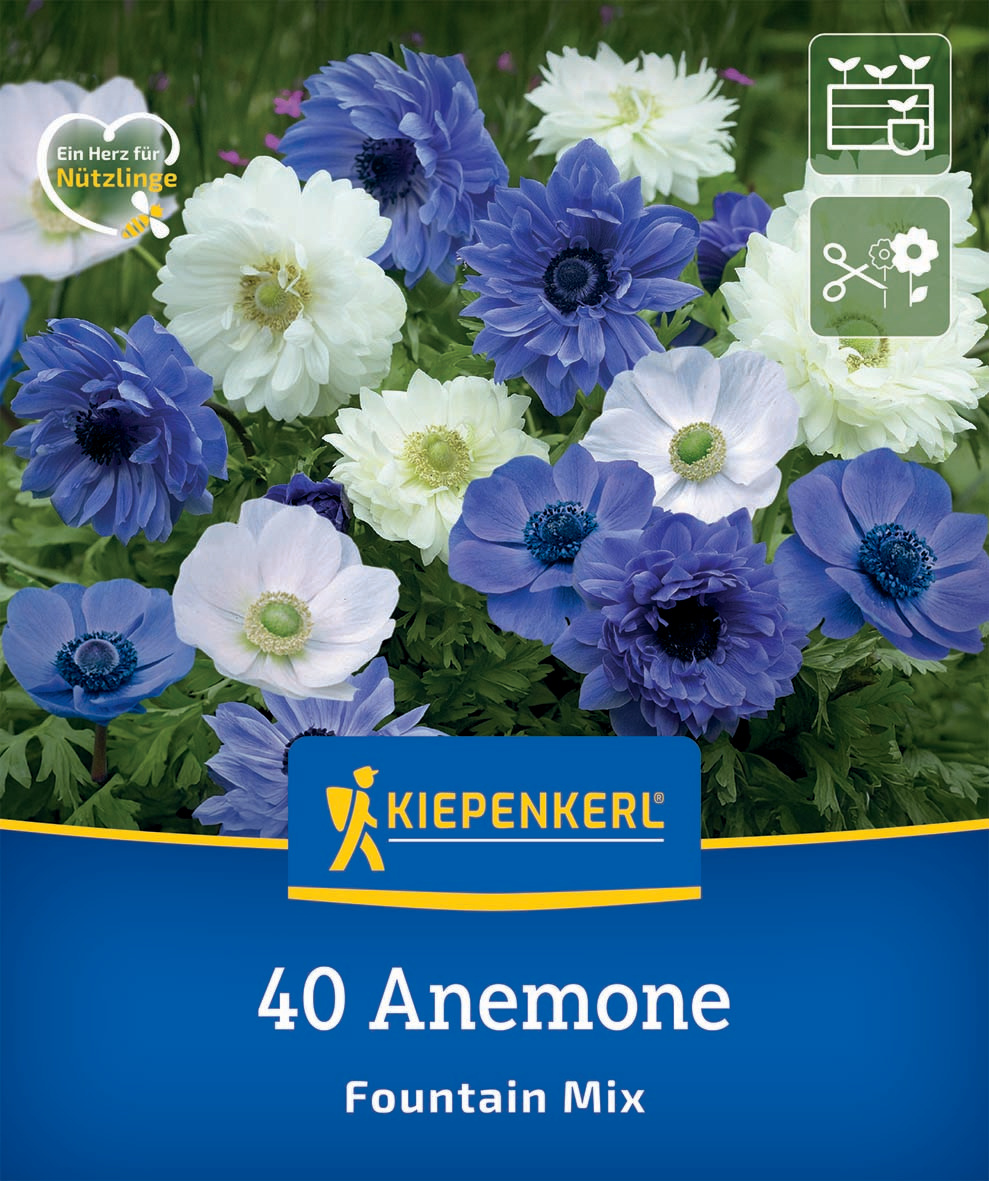 Bunte Anemonen in Weiß, Blau und Lila auf grünem Hintergrund.