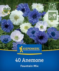 Bunte Anemonen in Weiß, Blau und Lila auf grünem Hintergrund.