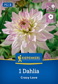 Große, gefüllte rosafarbene Dahlie mit weißen Randblüten, grüne Blätter im Hintergrund.