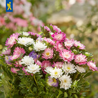 Bunte Blüten in Rosa, Weiß, Violett auf grünem Blattwerk mit unscharfem, sonnigem Hintergrund.