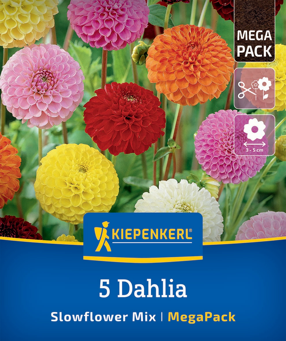 Verschiedene große Dahlien in Rosa, Rot, Orange, Gelb und Weiß vor grünem Hintergrund.