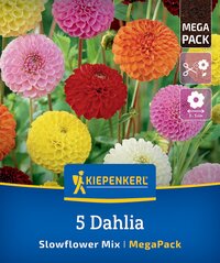 Verschiedene große Dahlien in Rosa, Rot, Orange, Gelb und Weiß vor grünem Hintergrund.