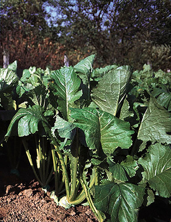 Großer grünblättriger Gemüsepflanzen im Sonnenlicht auf dunklem Boden, mit Baum im Hintergrund.